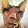 vibrantcat_