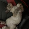 lizet_644