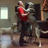 wildmountaindogs