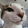 kei_katt