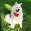 agata_samoyed