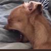 tigglywigglyuwu