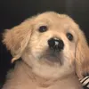 bbbuurrbbb.burb