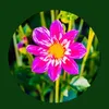 bluebellrose18
