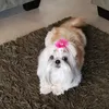 alvesly