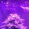 purple_haze074