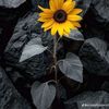 yomara.marroquin1