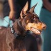 kaii.the.dobie