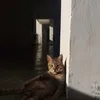 ijustkepo