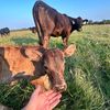 weldiwagyu