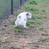 bigstinkydogplops