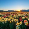flowers2025555