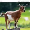 goats_my_god