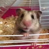 freddie_hamster