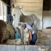 grandprixequestrian