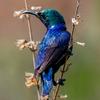 sunbird.sings