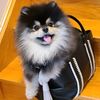 starrthecutestpom