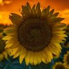 herecomesthesunflower