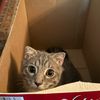 rimimimiu