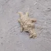 sssssssscrsss