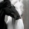nisreen1989n