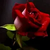 user6940150470774
