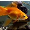fishy_lol95