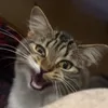 smoothpubejuice
