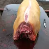 sevastianbun