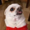 hagenhousepet