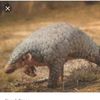 save.pangolins