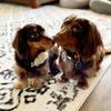 thechocolatedoxies