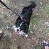 miniaussielady