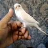 irfanqaisar7