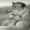 lioncubs5