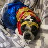 superherodogmom