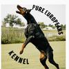 by.pure.euro.dobermans