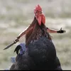 thehorsebrother