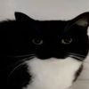 pricypickles