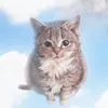 idontknowblahblah3