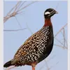 blackfrancolin574