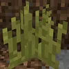 karikokystik