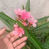 sharmilamallathaquree