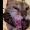 gatitomuysuavecito