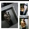 dario_mercho