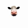 godslilcow
