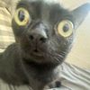 meoofseal
