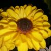flor12345670