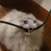 sillypets