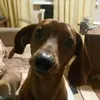 bartokboo